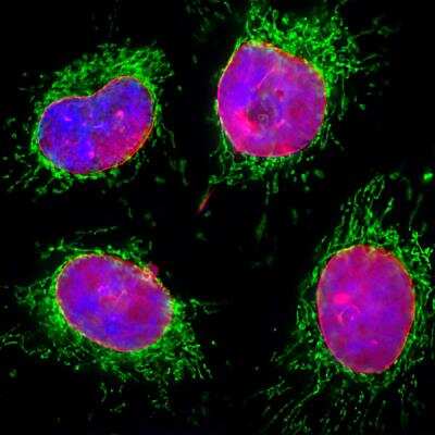 Immunocytochemistry/ Immunofluorescence: Lamin A + C Antibody (4C4) [NBP2-25151]