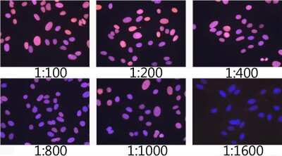 Immunocytochemistry/ Immunofluorescence: Lamin A + C Antibody (4L8Q0) [NBP3-15754]