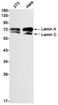 Western Blot: Lamin A + C Antibody (S06-7H5) [NBP3-19963]
