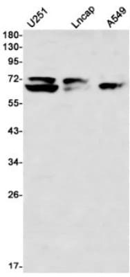 Western Blot: Lamin A + C Antibody (S07-1I5) [NBP3-19988]
