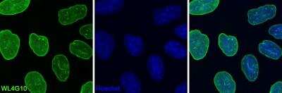 Immunocytochemistry/ Immunofluorescence: Lamin A + C Antibody (WL4G10) - BSA Free [NBP2-59933]