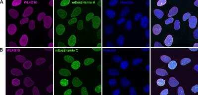 Immunocytochemistry/ Immunofluorescence: Lamin A + C Antibody (WL4G10) - BSA Free [NBP2-59933]
