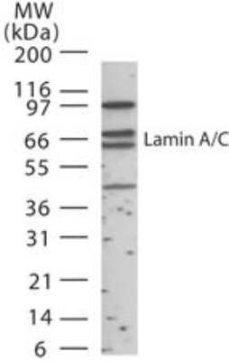 Western Blot: Lamin A + C Antibody [NB100-56649]