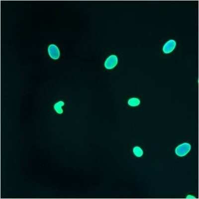 Immunocytochemistry/ Immunofluorescence: Lamin A + C Antibody (mab636) [NB100-74451]