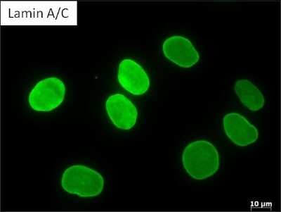 Immunocytochemistry/ Immunofluorescence: Lamin A + C Antibody (mab636) [NB100-74451]