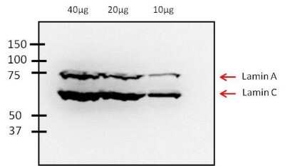 Western Blot: Lamin A + C Antibody (mab636) [NB100-74451]