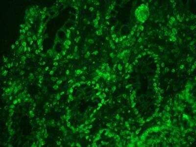 Immunohistochemistry-Frozen: Lamin A + C Antibody (133A2) [NBP1-97688]