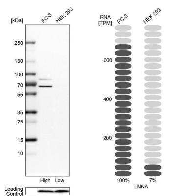 Western Blot: Lamin A + C Antibody [NBP1-85550]