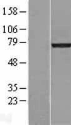 Western Blot: Lamin A + C Overexpression Lysate [NBL1-12564]