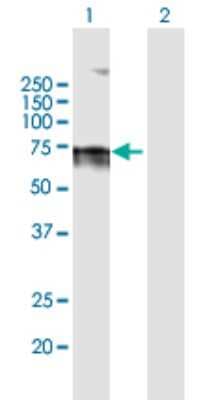 Western Blot: Lamin B Receptor Antibody [H00003930-B01P]