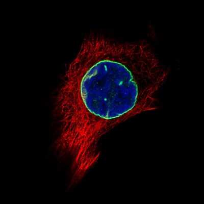 Immunocytochemistry/ Immunofluorescence: Lamin B1 Antibody (CL3929) [NBP2-59783]