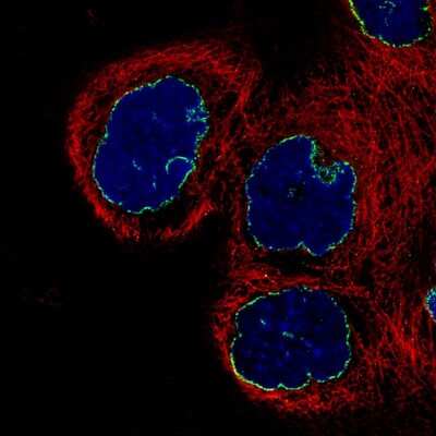 Immunocytochemistry/ Immunofluorescence: Lamin B1 Antibody (CL3929) [NBP2-59783]
