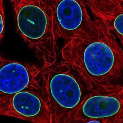 Immunocytochemistry/ Immunofluorescence: Lamin B1 Antibody [NBP2-48966]