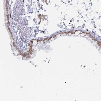 Immunohistochemistry: Lamin B1 Antibody [NBP2-49090]