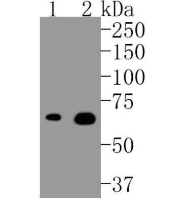 Western Blot: Lamin B1 Antibody (SI17-07) [NBP2-67405]