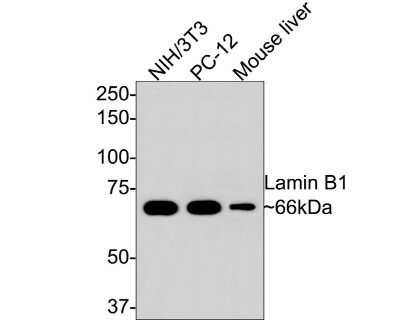 Western Blot: Lamin B1 Antibody (SI17-07) [NBP2-67405]