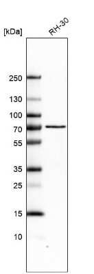 Western Blot: Lamin B1 Antibody [NBP2-48966]