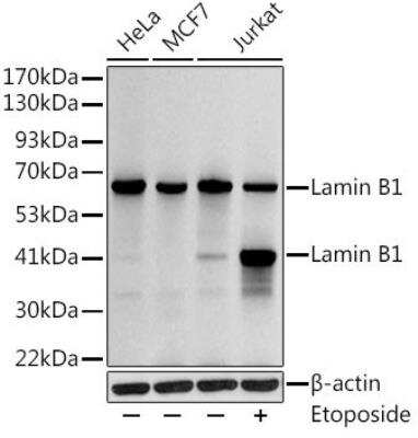 Western Blot: Lamin B1 AntibodyAzide and BSA Free [NBP3-03711]