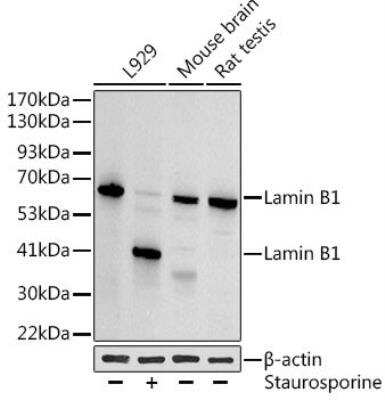 Western Blot: Lamin B1 AntibodyAzide and BSA Free [NBP3-03711]