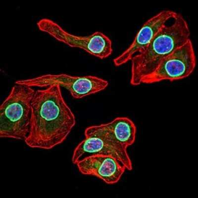 Immunocytochemistry/ Immunofluorescence: Lamin B2 Antibody (2E2F4) - BSA Free [NBP2-61818]
