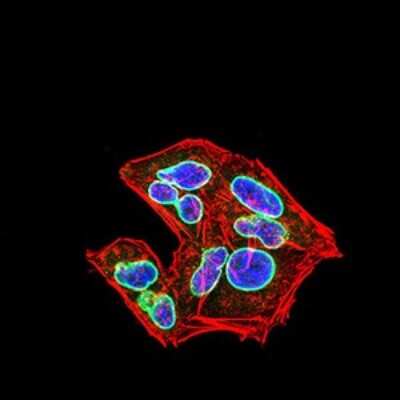 Immunocytochemistry/ Immunofluorescence: Lamin B2 Antibody (2E2F4) - BSA Free [NBP2-61818]