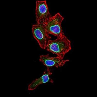 Immunocytochemistry/ Immunofluorescence: Lamin B2 Antibody (2E2F4) - BSA Free [NBP2-61818]