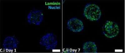 Staining of Laminin in Day 1 and Day 7 HWJSC Spheroids