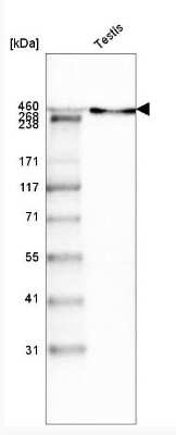 Western Blot: Laminin Antibody (CL3087) [NBP2-42389]