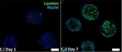Staining of Laminin in Day 1 and Day 7 HWJSC Spheroids