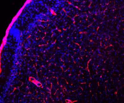 Strong Staining of Laminin in Basement Membranes of Blood Vessels in Free Floating Mouse Tissue