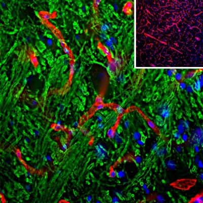 Staining of Laminin in Free Floating Rat Brain