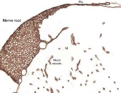 Immunohistochemical Staining of Laminin in Rat Tissue