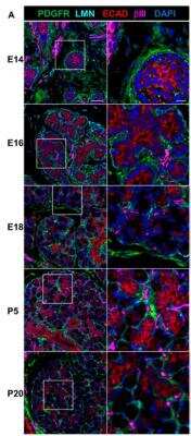 Fluorescent Staining of Basement Membranes in Mouse Tissue Using Laminin Antibody