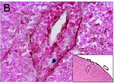 Immunohistochemical Staining of Laminin in Mouse Tissue