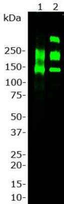 Western Blot Detection of Multiple Laminin Isotypes in Rat and Mouse