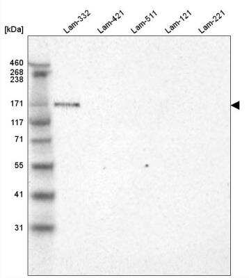 Western Blot: Laminin alpha 3 Antibody (CL3112) [NBP2-42390]