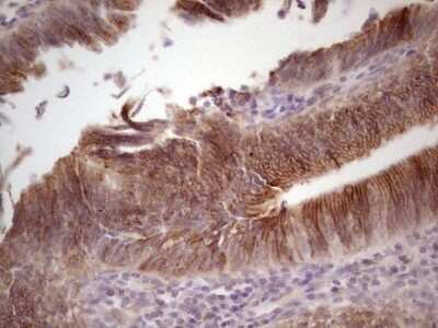 Immunohistochemistry: Laminin alpha 4 Antibody (OTI5G8) [NBP2-45582]