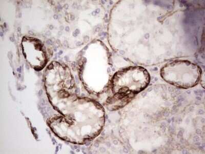 Immunohistochemistry: Laminin alpha 4 Antibody (OTI5G8) [NBP2-45582]