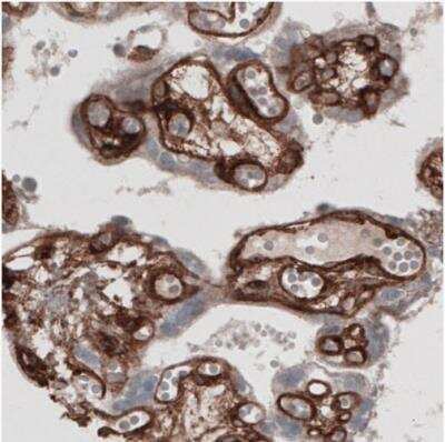 Immunohistochemistry-Paraffin: Laminin alpha 4 Antibody (CL3183) [NBP2-42392]