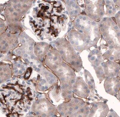 Immunohistochemistry-Paraffin: Laminin alpha 4 Antibody (CL3183) [NBP2-42392]