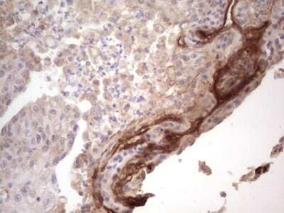 Immunohistochemistry: Laminin alpha 4 Antibody (OTI5G8) - Azide and BSA Free [NBP2-71113]