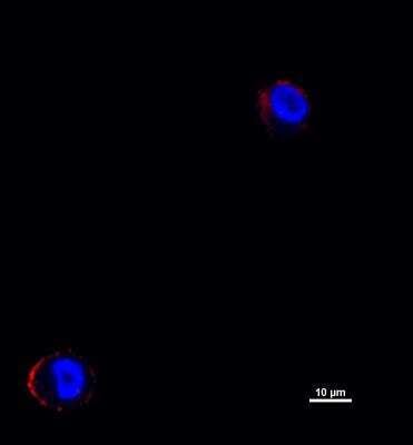 Immunocytochemistry/ Immunofluorescence: Laminin beta 1 Antibody (2D9G5) - BSA Free [NBP1-51558]