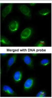 Immunocytochemistry/ Immunofluorescence: Laminin beta 1 Antibody [NBP1-32043]