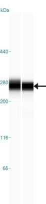 Simple Western: Laminin gamma 1 Antibody [NBP1-87718]