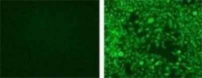 Immunocytochemistry/ Immunofluorescence: Langerin/CD207 Antibody (918A11) [DDX0376P-100]