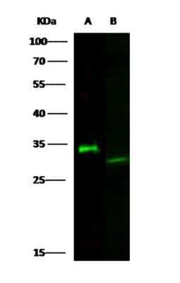 Western Blot: Latexin Antibody (8E1G6C1D4) [NBP3-06087]