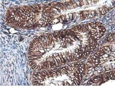 Immunohistochemistry: Latexin Antibody (OTI1E10) - Azide and BSA Free [NBP2-72069]