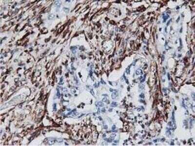 Immunohistochemistry: Latexin Antibody (OTI1E10) - Azide and BSA Free [NBP2-72069]