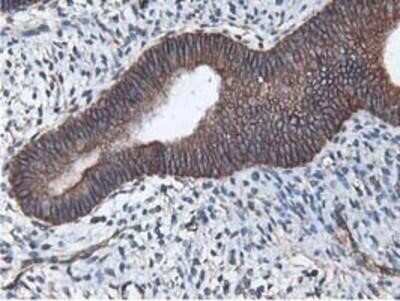 Immunohistochemistry: Latexin Antibody (OTI1E10) - Azide and BSA Free [NBP2-72069]