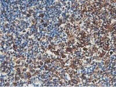 Immunohistochemistry: Latexin Antibody (OTI1E10) - Azide and BSA Free [NBP2-72069]